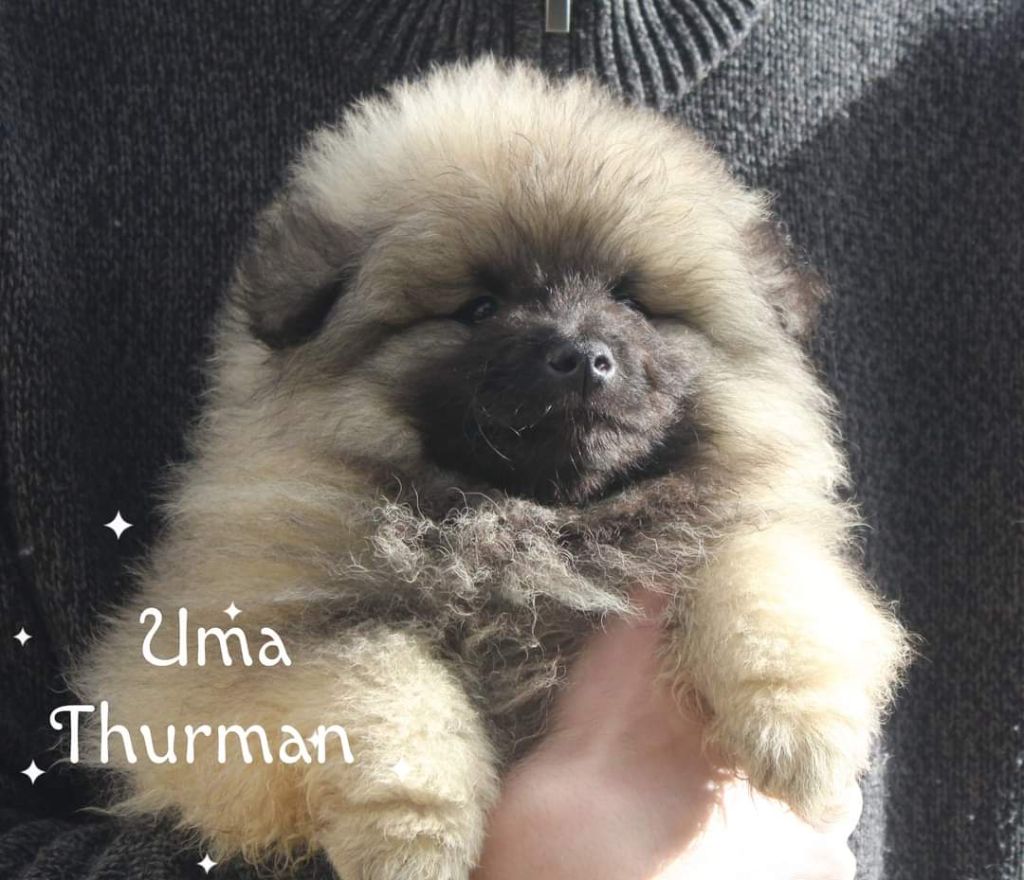 Of Sweet Fluffy Tails - Chiot disponible  - Spitz allemand